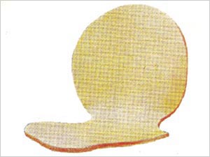 Wooden Shell